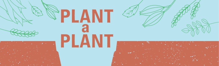 plant a plant